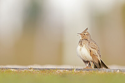 BUITEN BEELD Foto: 443769