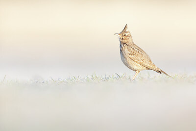 BUITEN BEELD Foto: 443776