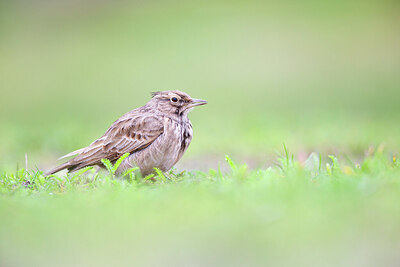 BUITEN BEELD Foto: 443778