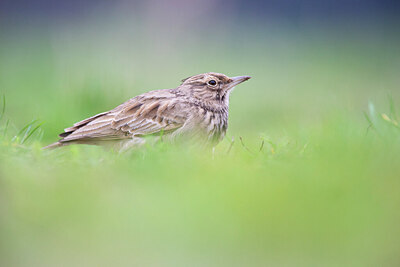 BUITEN BEELD Foto: 443779