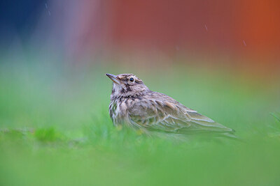 BUITEN BEELD Foto: 443781