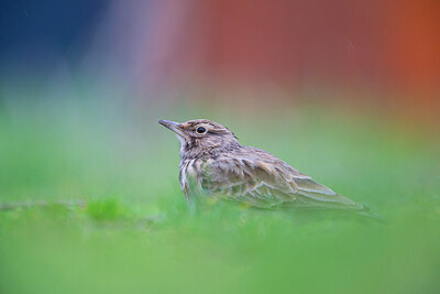 BUITEN BEELD Foto: 443782