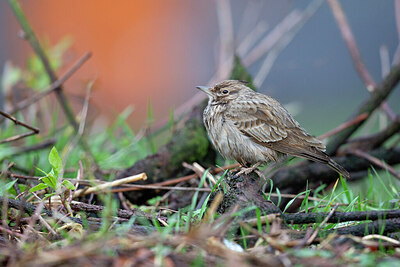 BUITEN BEELD Foto: 443783