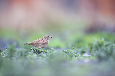 BUITEN BEELD Foto: 443784