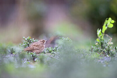 BUITEN BEELD Foto: 443785