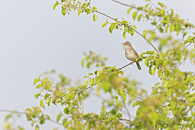 BUITEN BEELD Foto: 443787