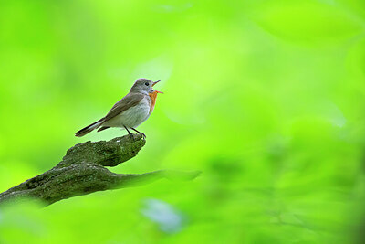 BUITEN BEELD Foto: 443789