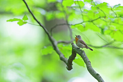 BUITEN BEELD Foto: 443792