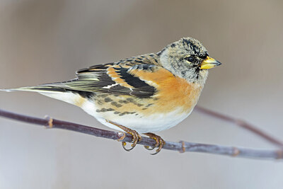 BUITEN BEELD Foto: 443800