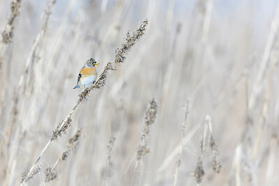 BUITEN BEELD Foto: 443801