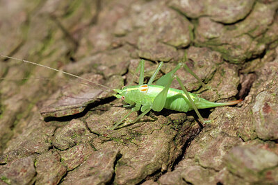 BUITEN BEELD Foto: 443805
