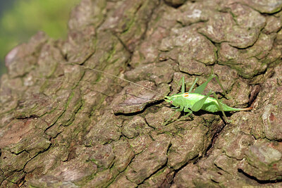 BUITEN BEELD Foto: 443806
