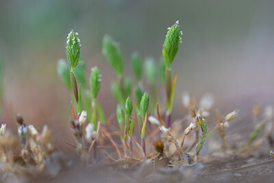 BUITEN BEELD Foto: 443807