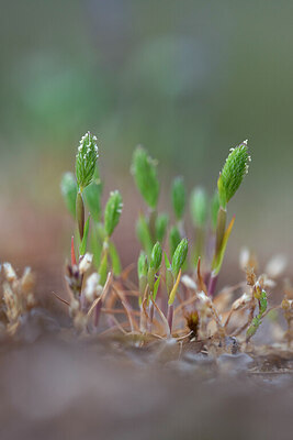 BUITEN BEELD Foto: 443808