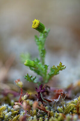 BUITEN BEELD Foto: 443809