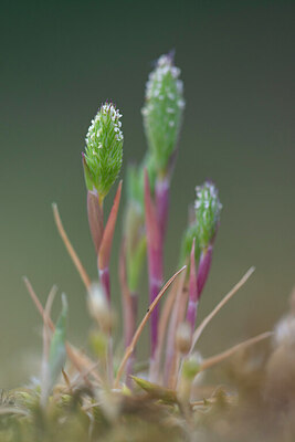 BUITEN BEELD Foto: 443812