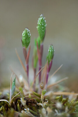 BUITEN BEELD Foto: 443813