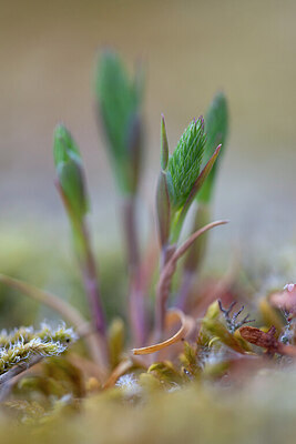 BUITEN BEELD Foto: 443815