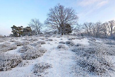 BUITEN BEELD Foto: 443862