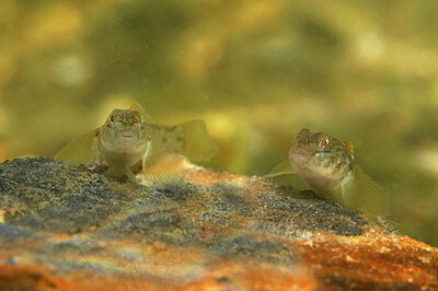 BUITEN BEELD Foto: 443933