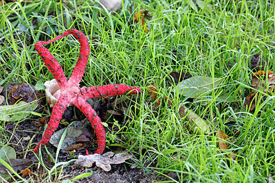 BUITEN BEELD Foto: 443935