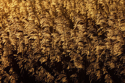 BUITEN BEELD Foto: 443937
