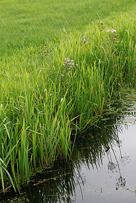 BUITEN BEELD Foto: 443938