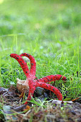 BUITEN BEELD Foto: 443940