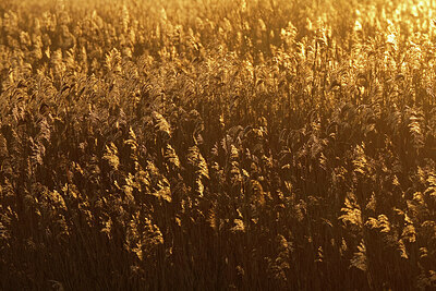 BUITEN BEELD Foto: 443941