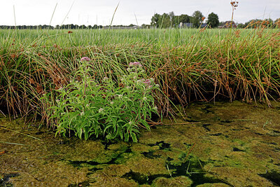 BUITEN BEELD Foto: 443948