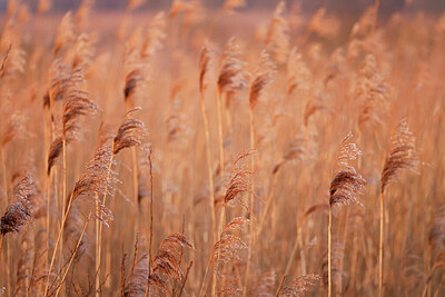 BUITEN BEELD Foto: 443954