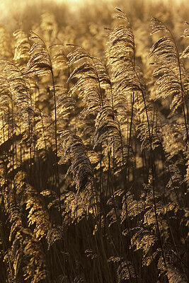BUITEN BEELD Foto: 443955