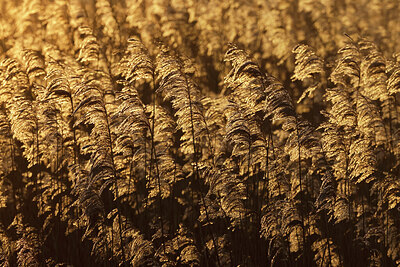 BUITEN BEELD Foto: 443957
