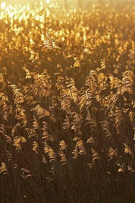 BUITEN BEELD Foto: 443960