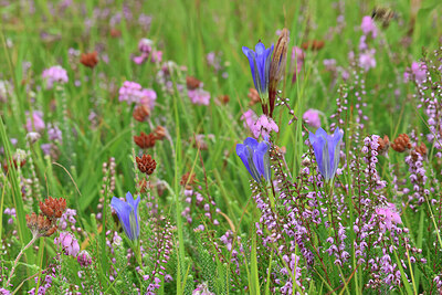 BUITEN BEELD Foto: 443986