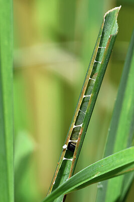 BUITEN BEELD Foto: 443989