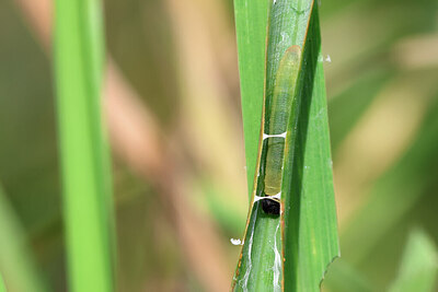 BUITEN BEELD Foto: 443990