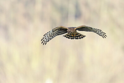 BUITEN BEELD Foto: 443999
