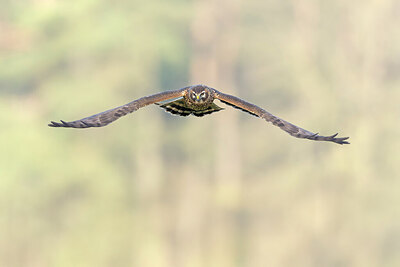 BUITEN BEELD Foto: 444000
