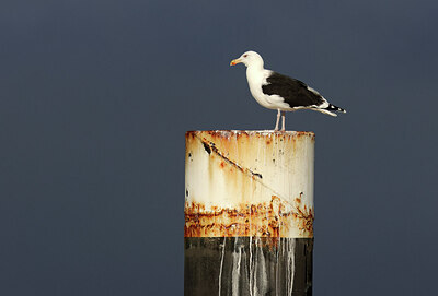 BUITEN BEELD Foto: 444003