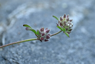 BUITEN BEELD Foto: 444023