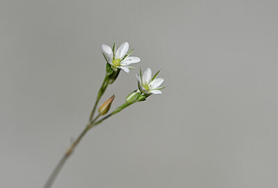BUITEN BEELD Foto: 444025
