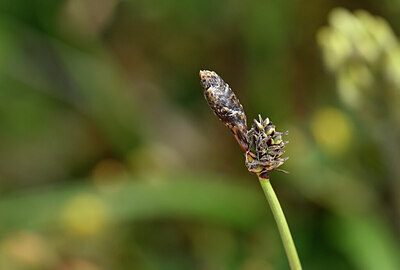 BUITEN BEELD Foto: 444026