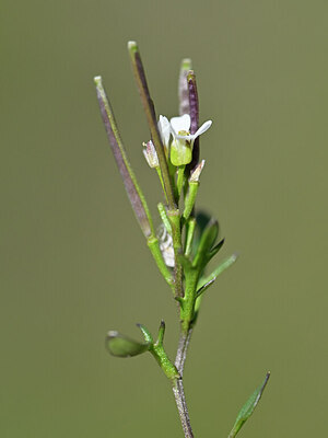 BUITEN BEELD Foto: 444027