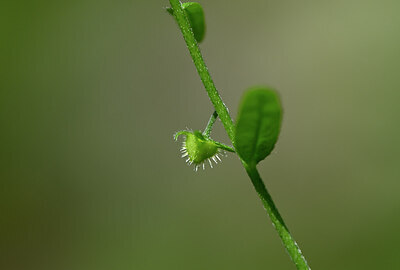 BUITEN BEELD Foto: 444029