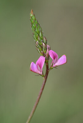 BUITEN BEELD Foto: 444030