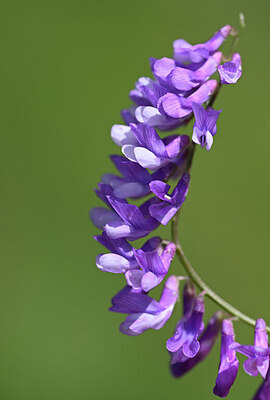 BUITEN BEELD Foto: 444032