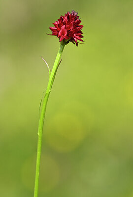 BUITEN BEELD Foto: 444034