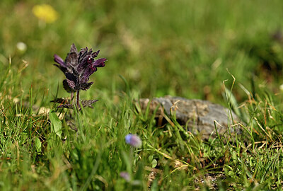 BUITEN BEELD Foto: 444036