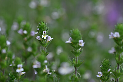 BUITEN BEELD Foto: 444039